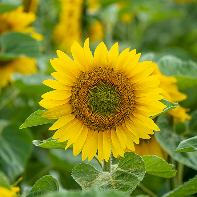 Imagen de nota: FIESTA NACIONAL DEL GIRASOL