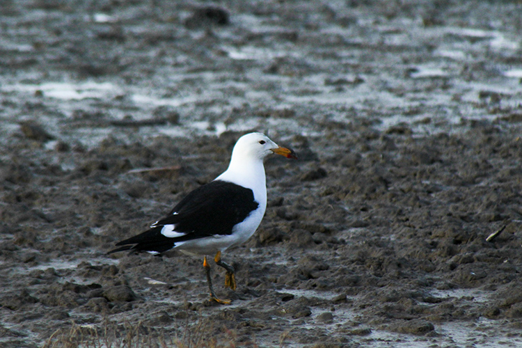 Avistaje aves playeras migratorias en estuario