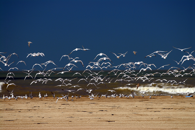 Avistaje de aves migratorias Punta Rasa y Bahía Samborombón