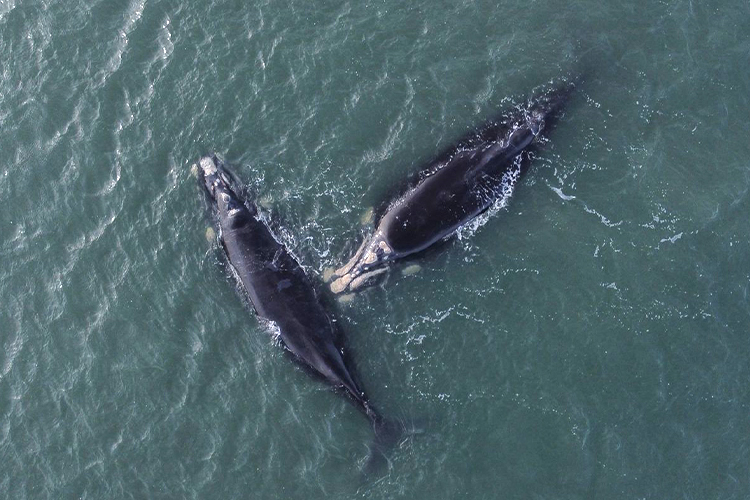 Avistaje de Ballena Franca Austral