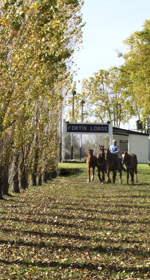 SABORES CRIOLLOS, ESTANCIAS Y TERMAS