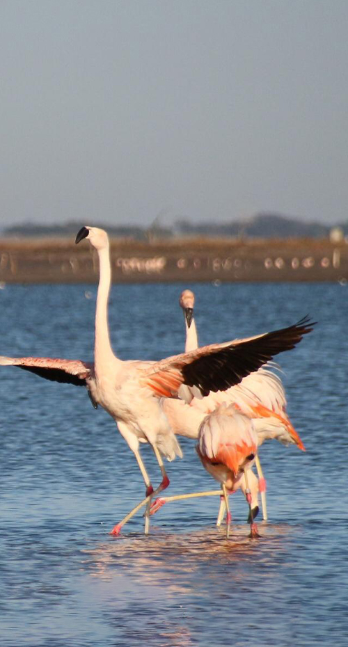 FLAMENCOS, ESPEJOS AGUAS Y SILENCIOS