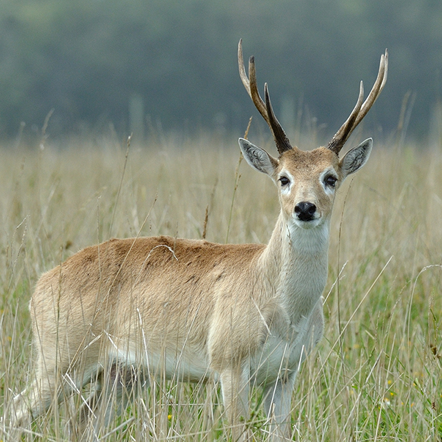 Recorriendo los Pagos del Tuyú