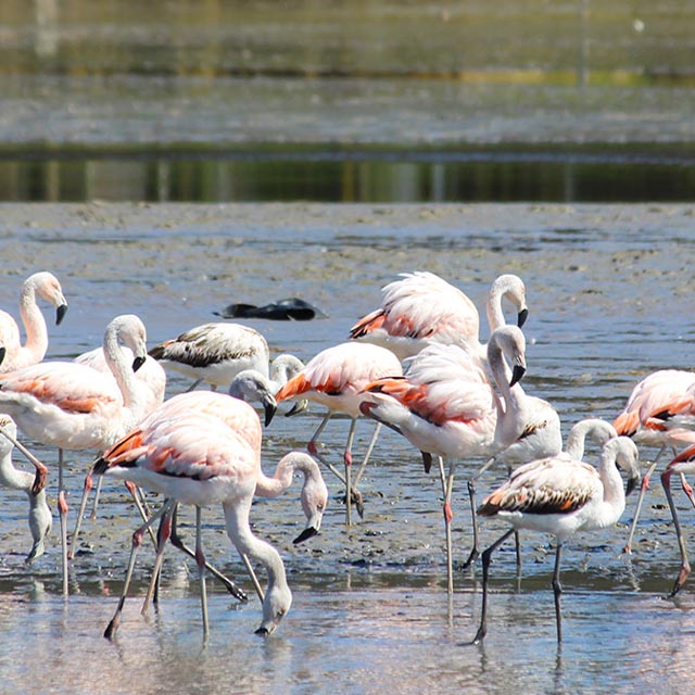 DONDE EL RÍO ABRAZA AL MAR