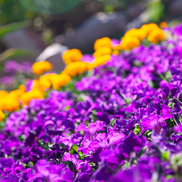 EL LUGAR DONDE NACIERON LAS FLORES