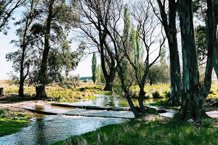 Olivos Del Napostá