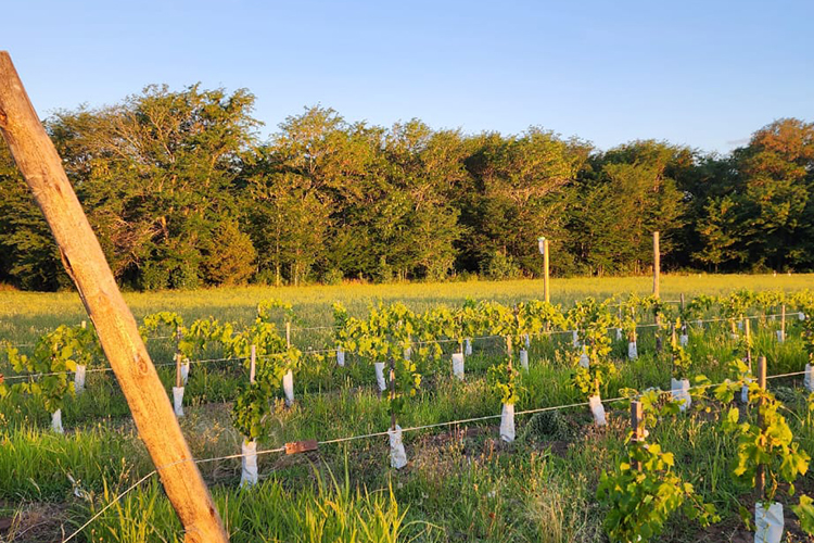 Bodega Pampa Lodge and Wine